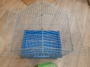 Продам волнистого попугая Усть-Каменогорск