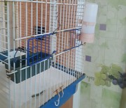 Продам волнистого попугая Усть-Каменогорск