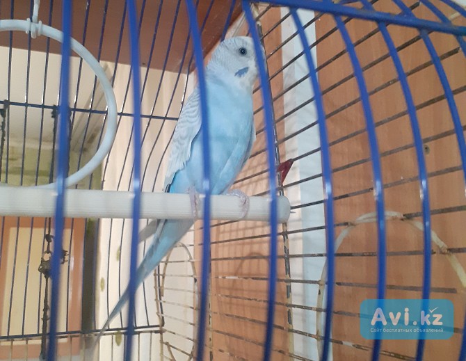 Продам волнистого попугая Усть-Каменогорск - изображение 1
