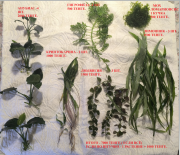 Продаются аквариумные растения Алматы