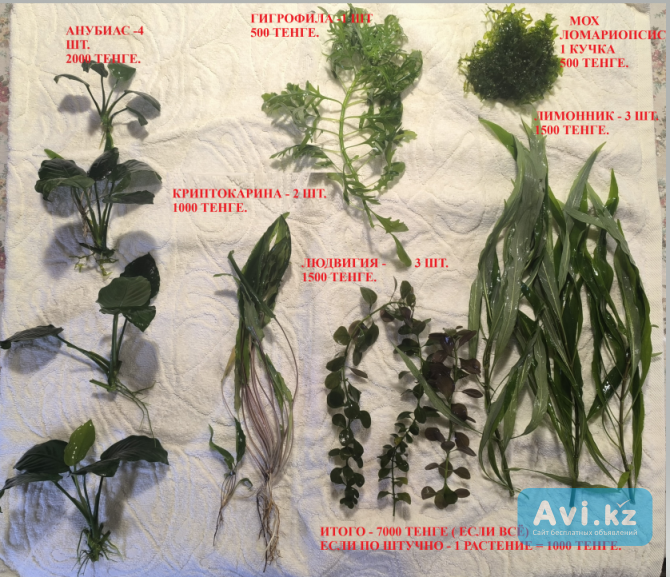 Продаются аквариумные растения Алматы - изображение 1