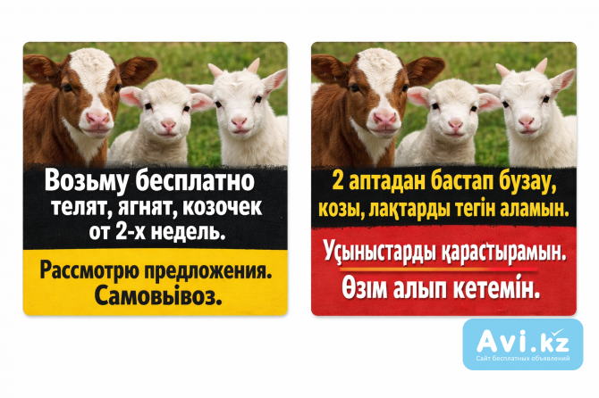 Телята бұзау қозылар ягнята Шымкент - изображение 1