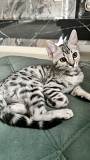 Срочно Продам котенка бенгал мальчик Алматы