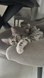 Срочно Продам котенка бенгал мальчик Алматы