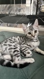 Срочно Продам котенка бенгал мальчик Алматы