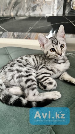 Срочно Продам котенка бенгал мальчик Алматы - изображение 1