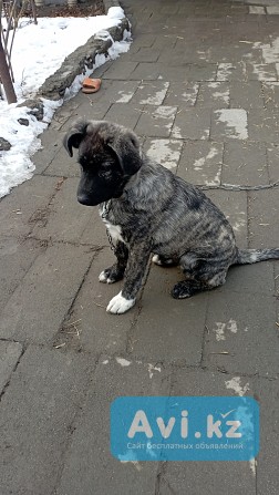 Щенка в хорошие руки Алматы - изображение 1