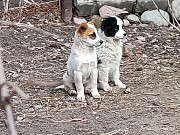 Ищут дом Алматы