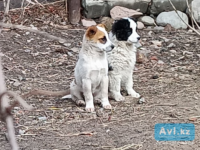 Ищут дом Алматы - изображение 1