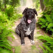 Шенок ищет друзей Алматы