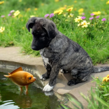 Шенок ищет друзей Алматы