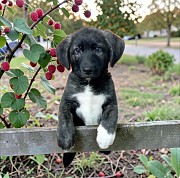 Шенок ищет друзей Алматы