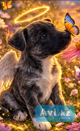 Шенок ищет друзей Алматы - изображение 1