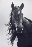 Портрет лошади Алматы
