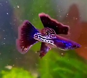 Гуппи чистая линия Шымкент