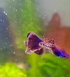 Гуппи чистая линия Шымкент