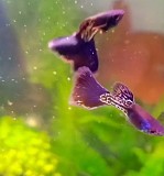 Гуппи чистая линия Шымкент