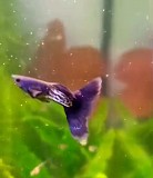 Гуппи чистая линия Шымкент