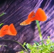 Гуппи чистая линия Шымкент