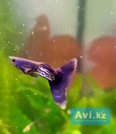 Гуппи чистая линия Шымкент - изображение 1