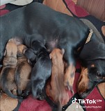 Продаю щенков таксы Темиртау