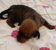 Продаю щенков таксы Темиртау