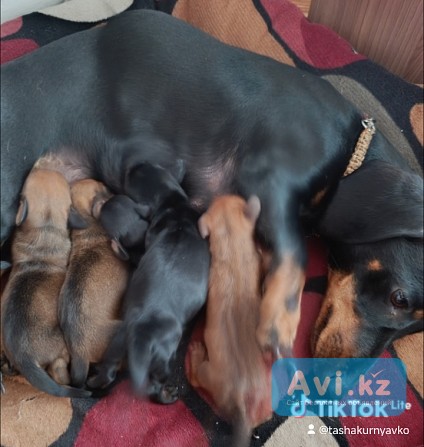 Продаю щенков таксы Темиртау - изображение 1