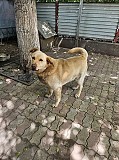 Отдам собаку бесплатно Алматы