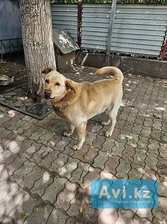 Отдам собаку бесплатно Алматы - изображение 1