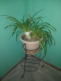 Продам комнатые растения Актау