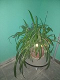 Продам комнатые растения Актау