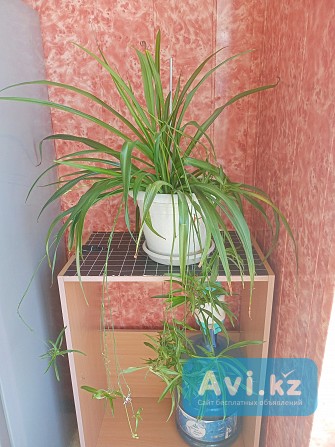 Продам комнатые растения Актау - изображение 1