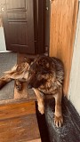 Отдам немецкую овчарку Алматы