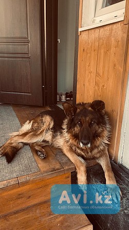 Отдам немецкую овчарку Алматы - изображение 1