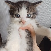 Котята породистые Актау Актау