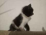 Котята породистые Актау Актау