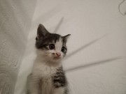 Котята породистые Актау Актау