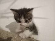 Котята породистые Актау Актау