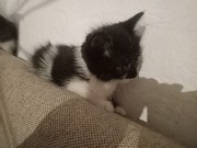 Котята породистые Актау Актау