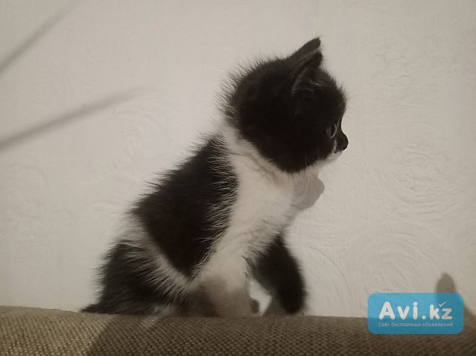 Котята породистые Актау Актау - изображение 1