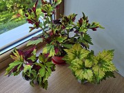 Сортовой колеус Твист и Твирл молодое растение цветы Алматы