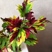 Сортовой колеус Твист и Твирл молодое растение цветы Алматы