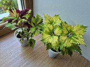 Сортовой колеус Твист и Твирл молодое растение цветы Алматы