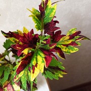 Сортовой колеус Твист и Твирл молодое растение цветы Алматы