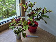 Сортовой колеус Твист и Твирл молодое растение цветы Алматы