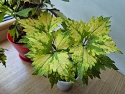 Сортовой колеус Твист и Твирл молодое растение цветы Алматы