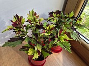 Сортовой колеус Твист и Твирл молодое растение цветы Алматы