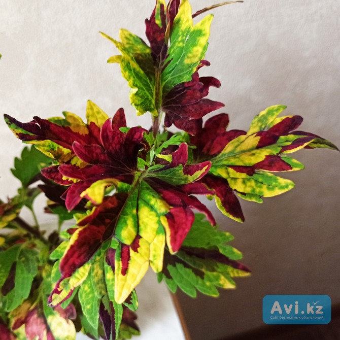 Сортовой колеус Твист и Твирл молодое растение цветы Алматы - изображение 1