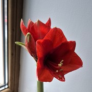 Экзотическое растение Гиппеаструм-амариллис в воске бутон Алматы