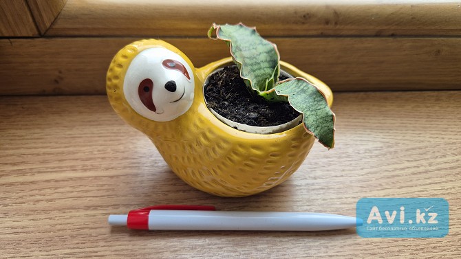 Экзотическое растение сансевьерия Кирки сильвер блю детка Алматы - изображение 1